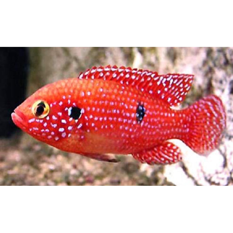 Blood Red Jewel Cichlid 2"-3"