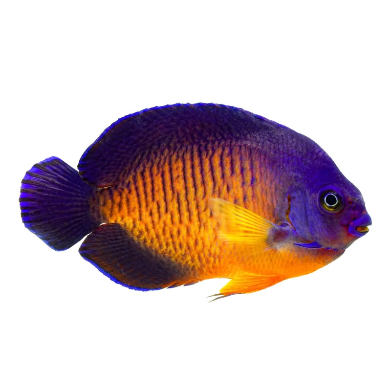 Blue Coral Bealty Angel-MD