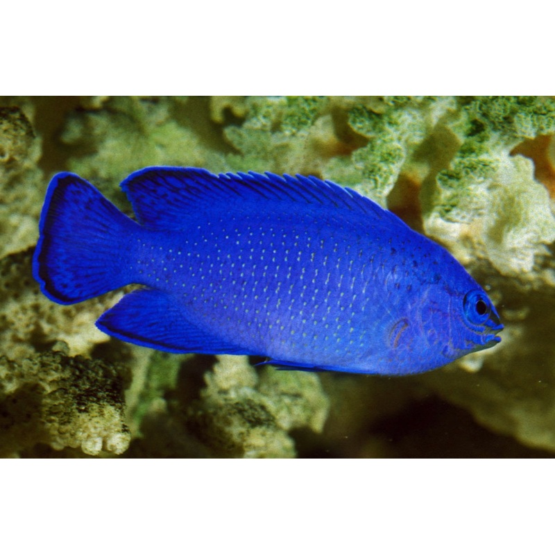 Blue Devil Damsel-MD