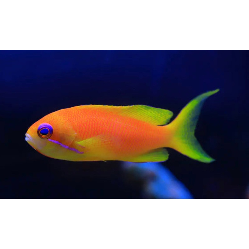 Blue EYE Anthias