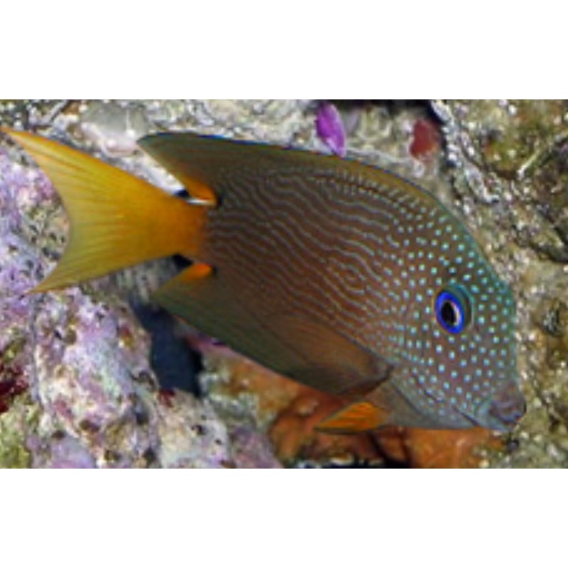Blue Eye Bristletooth Tang