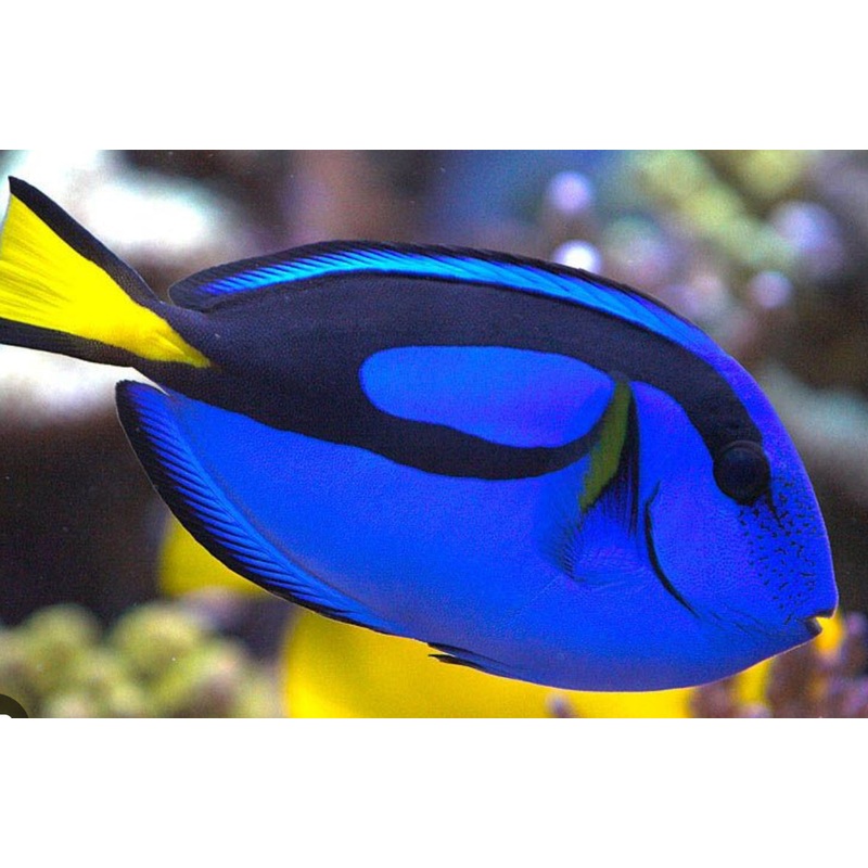 Blue Hippo Tang