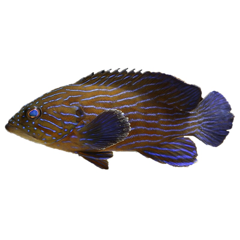 Blue Line Grouper-MDL