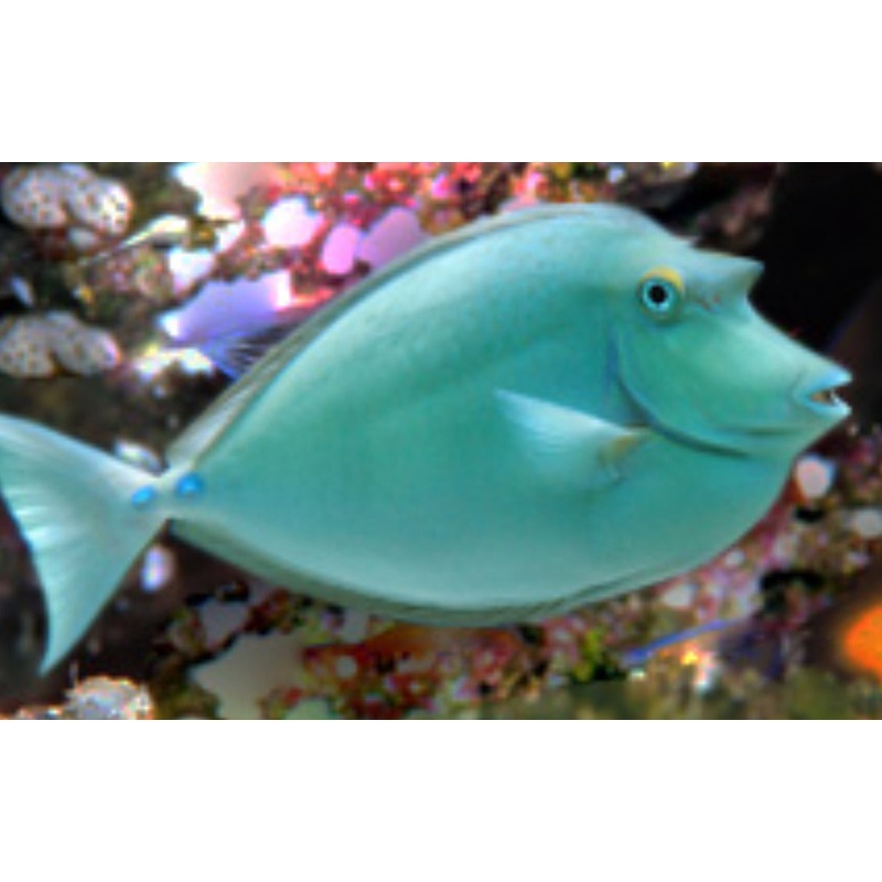 Blue Spine Unicorn Tang