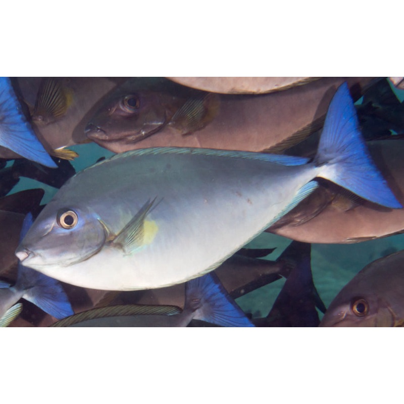 Bluetail Unicorn Tang XL