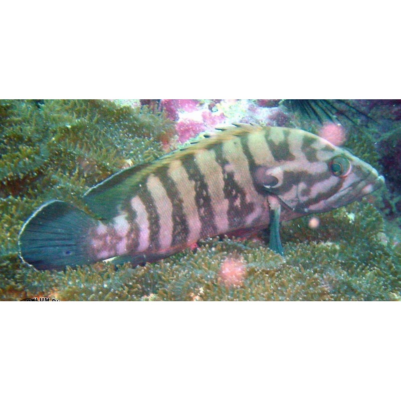 Brown Barred Grouper-MD