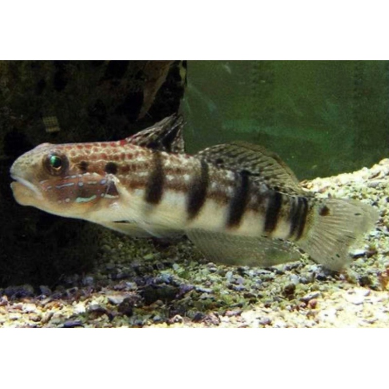 Bullet Head Goby-MDL
