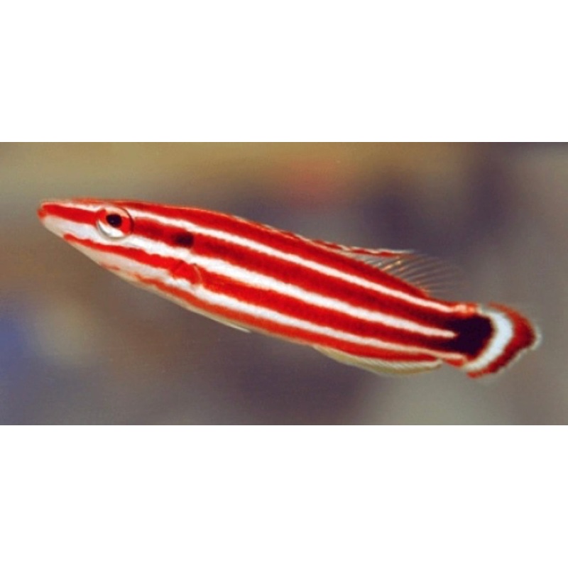 Candy Cane HOGFISH-MDL