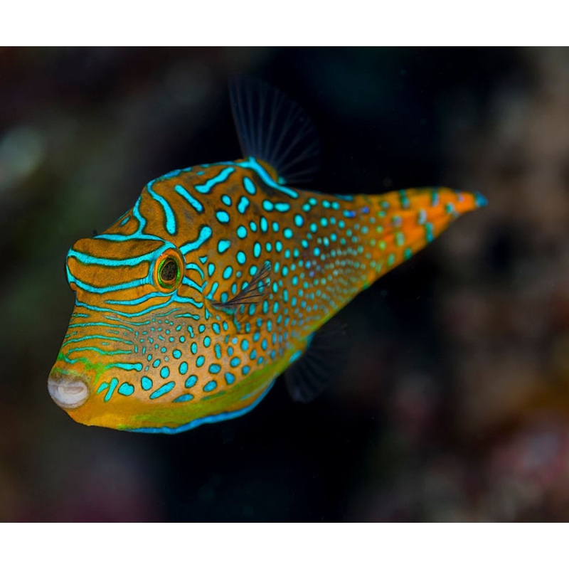 Canthigaster puffer 2"