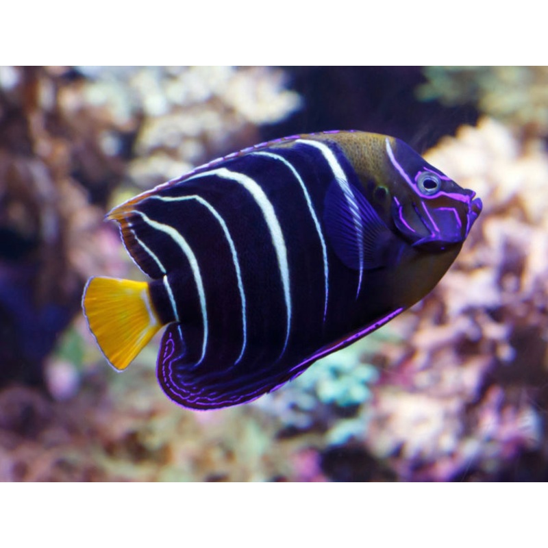 Chrysurus Angel-MDL JUV