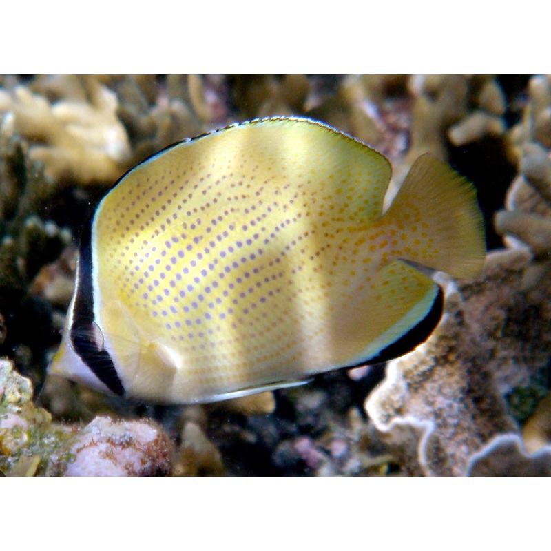 Citron Butterfly-MDL