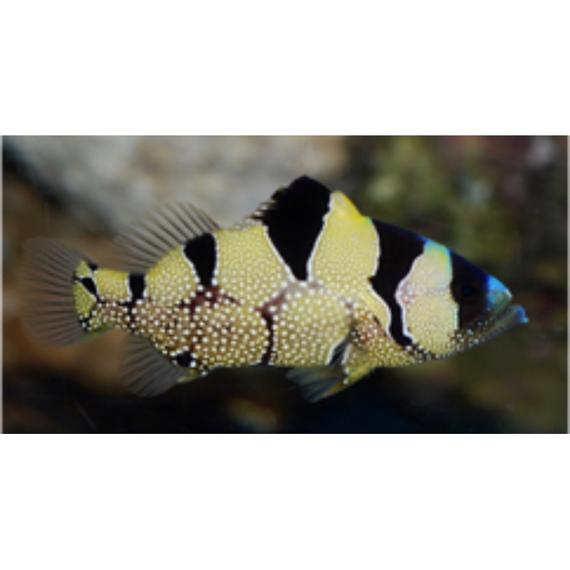 Clown Grouper-MD