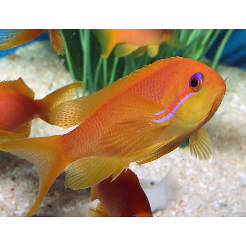 Diamond Head Anthias-LG