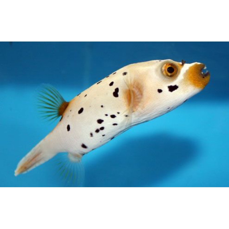 Dogface puffer