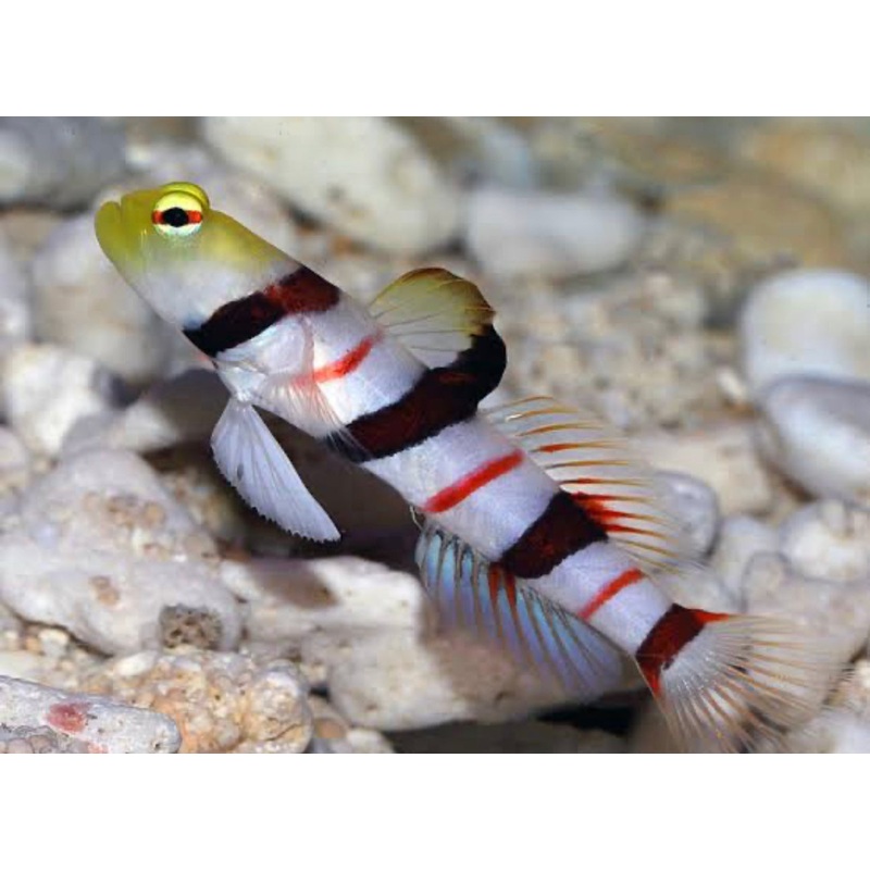 Dracula Shrimp Goby-LG