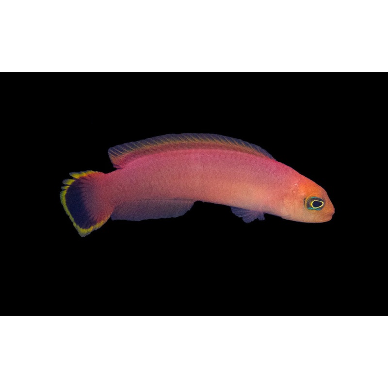 Elongated Dottyback-MD