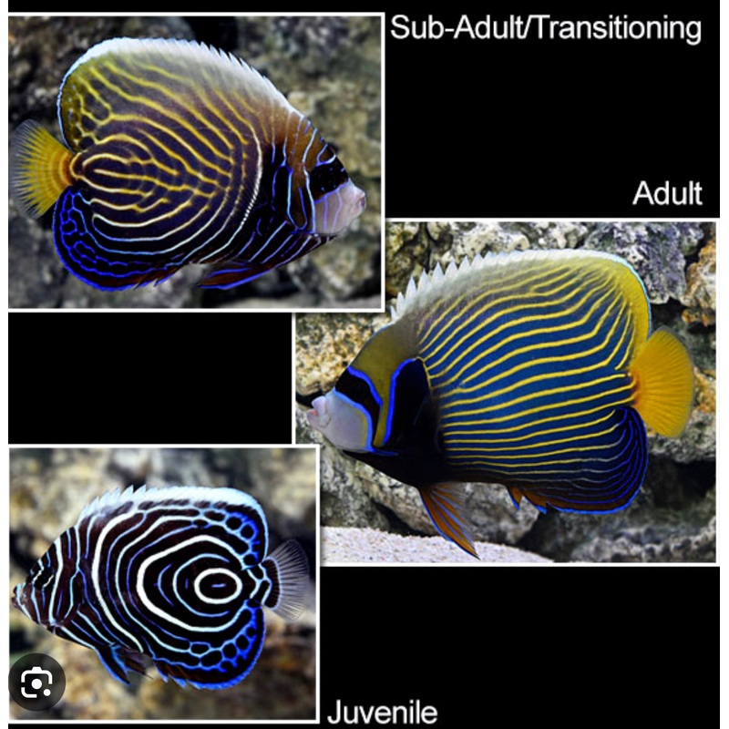 Emperor Angelfish