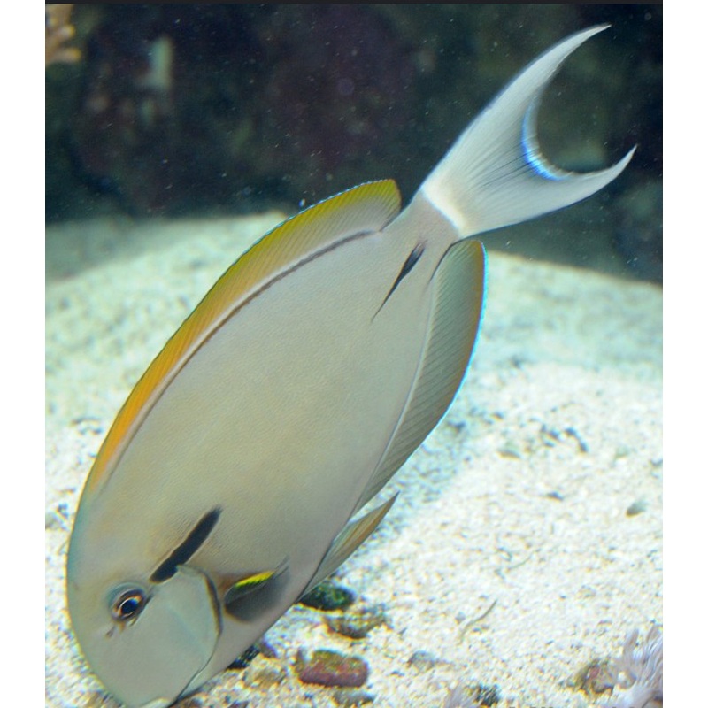 Epaulette Tang