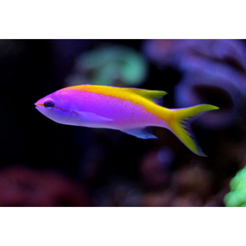 Evansi Anthias-MDL