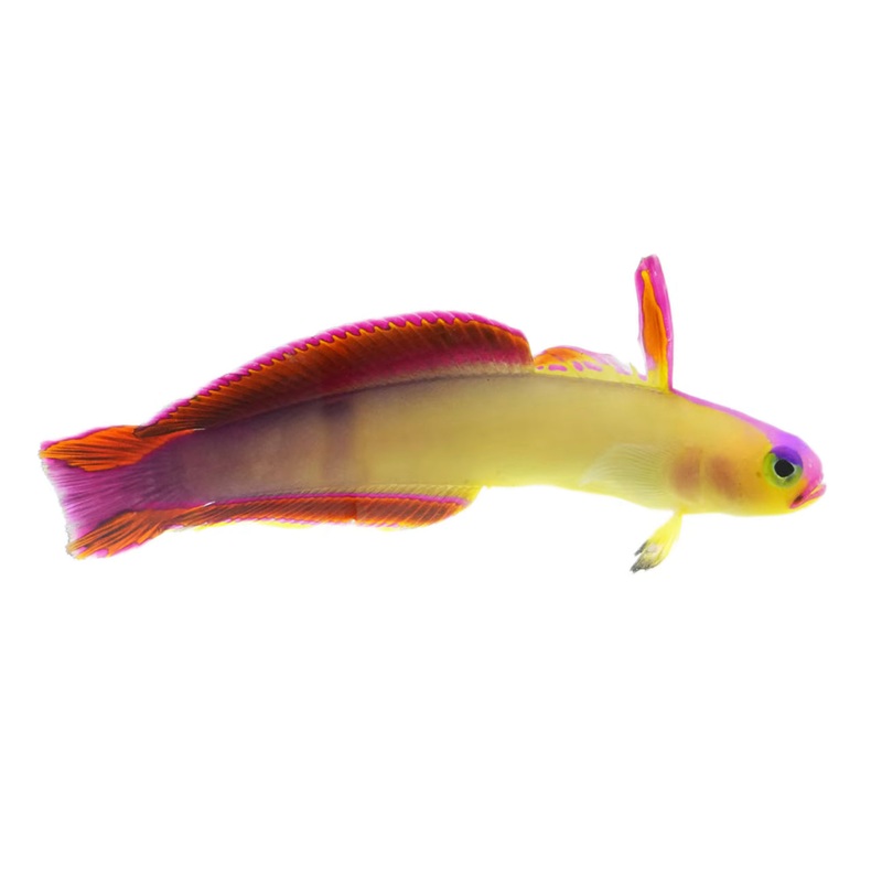 Exquisite Firefish Goby-MDL