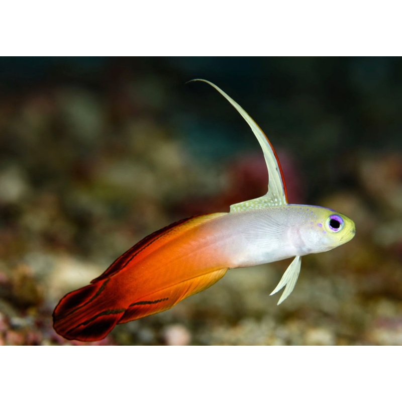 FireFish Goby-MD