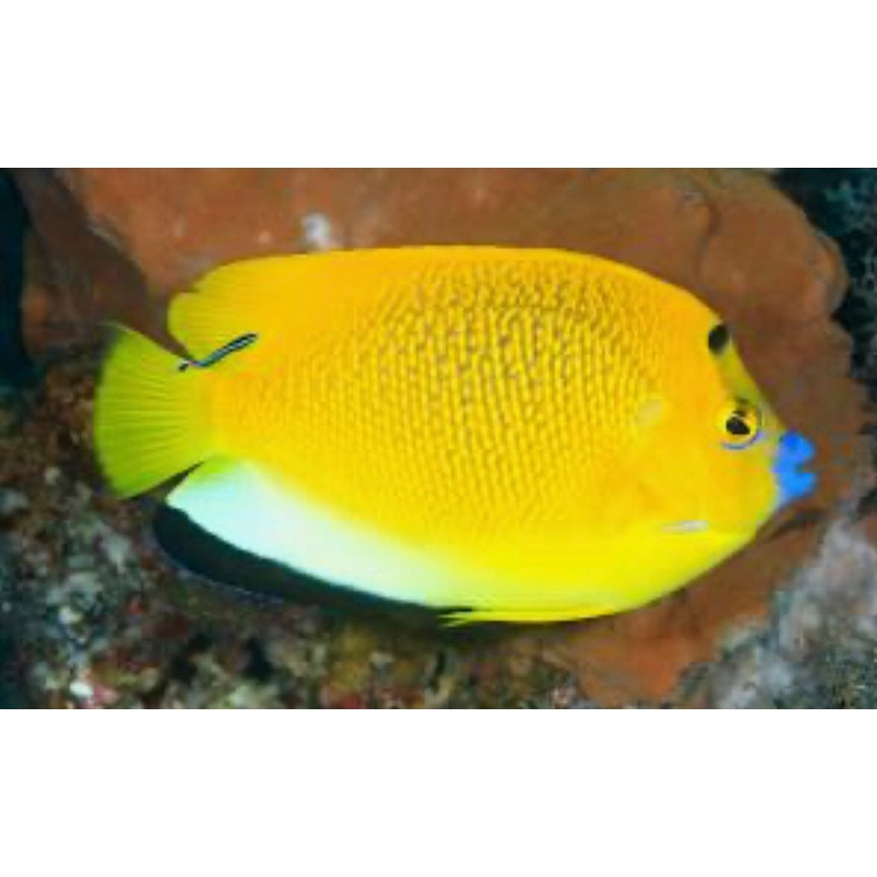 Flagfin Angelfish