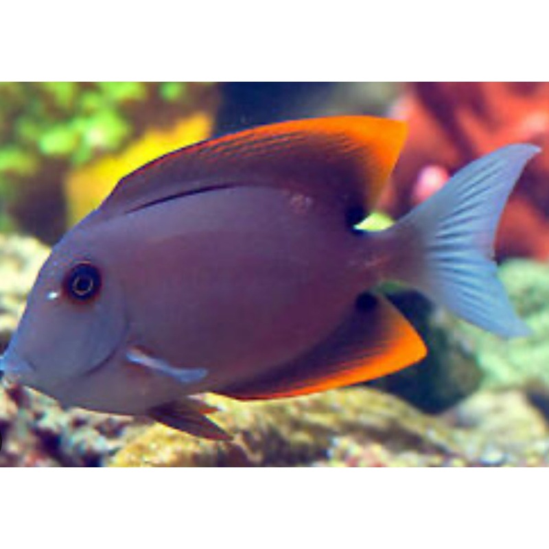 Flame Fin Tomini Tang