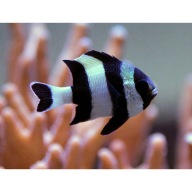 Four Stripe Damsel-MDL