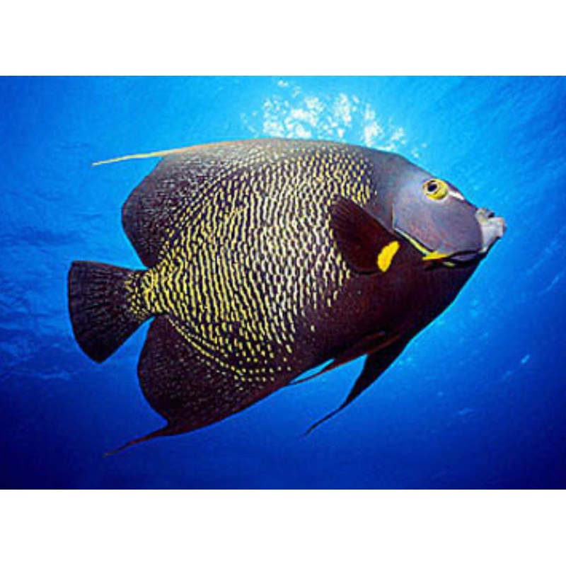 French Angelfish-XL Brazil