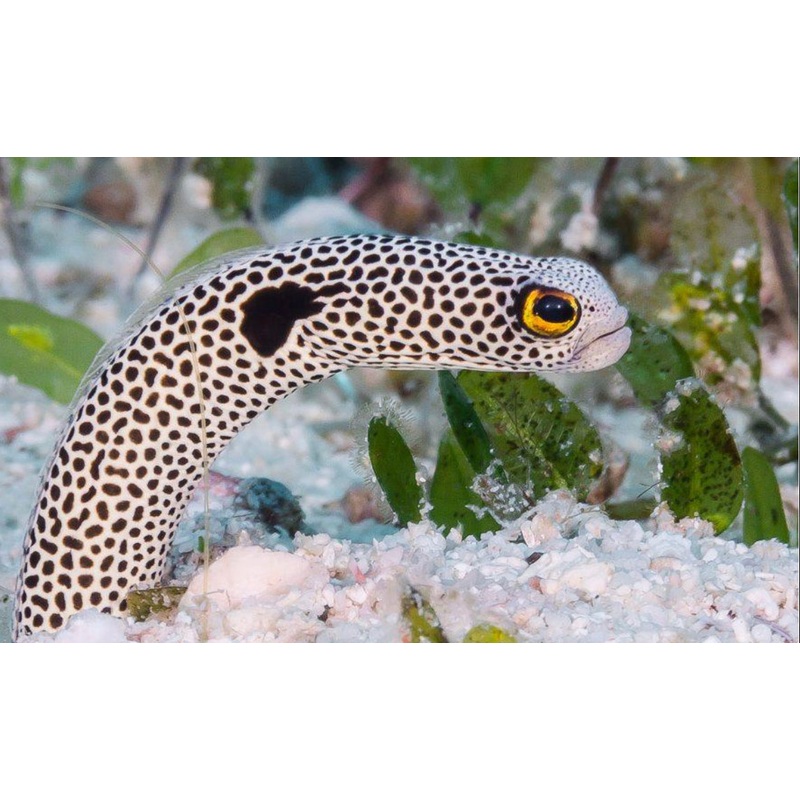 Garden EEL-MDL