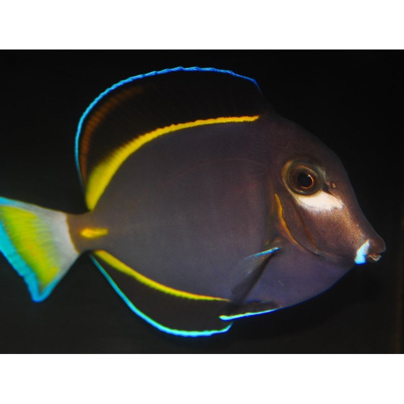 Gold RiM Tang XL