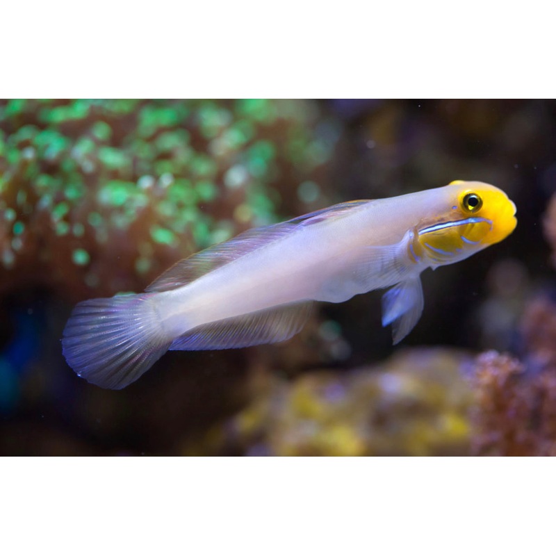 Golden Head Sleeper Goby-MDL