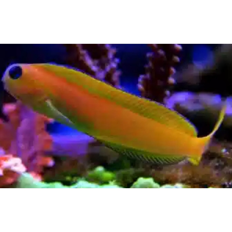 Golden Midas Blenny