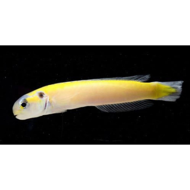 Golden Tile Goby-LG