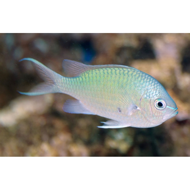 Green Chromis Damsel