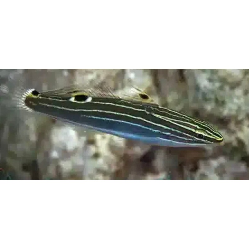 Hector's Goby-LG