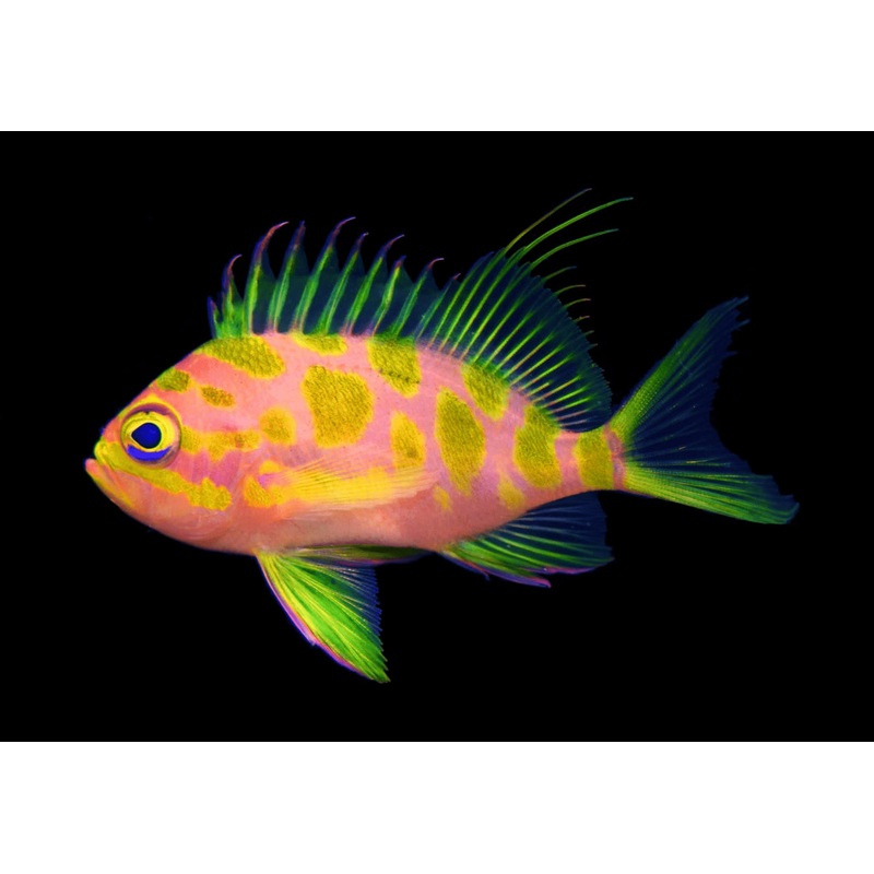 Japanese Borbonias Anthias-SMD