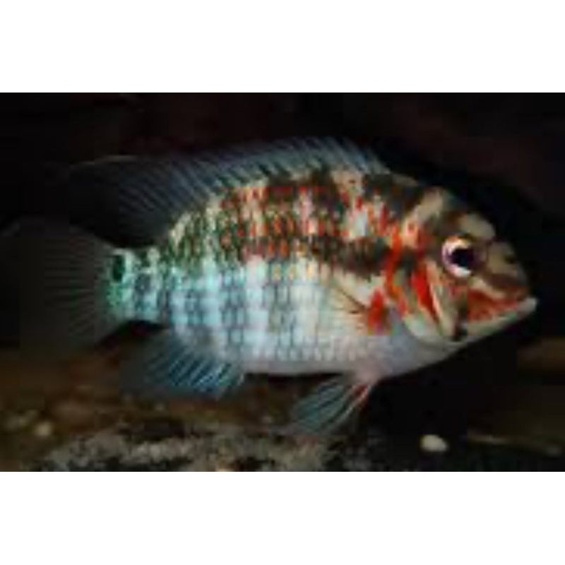 Krobia Xinguensis Cichlids SM