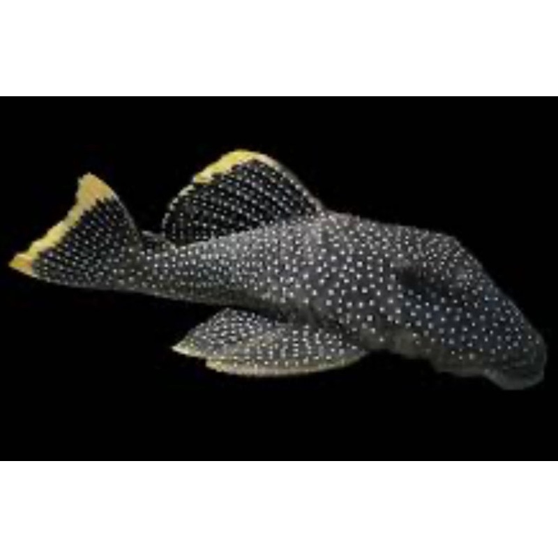 L081 Fine Spot Gold Nugget Pleco (Baryancistrus Xanthellus) 2'-3"