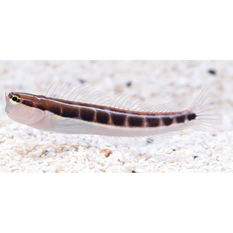Linear Blenny