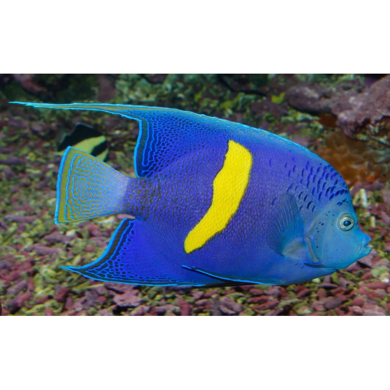 Maculosus Angel-MD