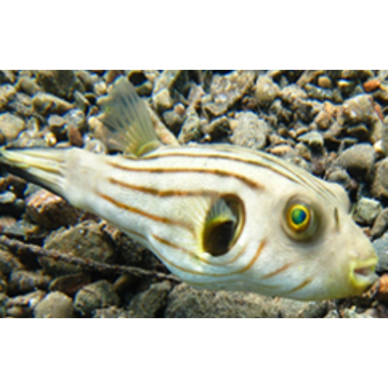 Manila Puffer 3"-4"