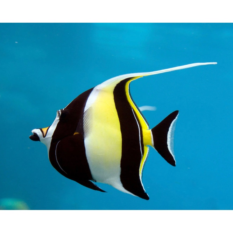 Moorish Idol-MDL