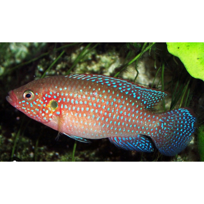 Neon Jewel Cichlid MD 3"+