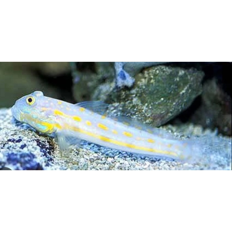 Orange Diamond Goby-LG