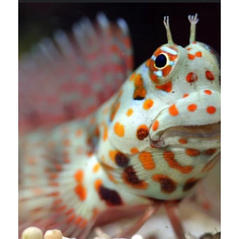 Orange Spot Blenny