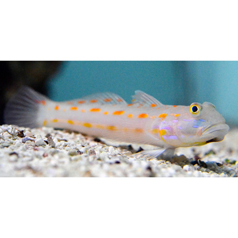 Orange Spotted Shrimp Goby-MDL