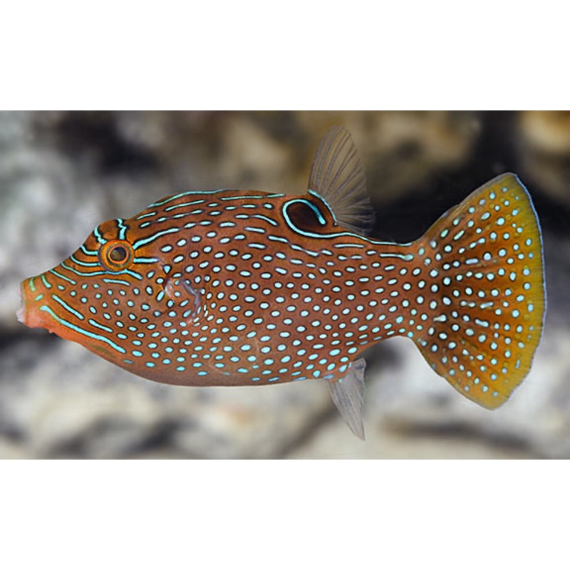 Orange Tail Neon Puffer LG