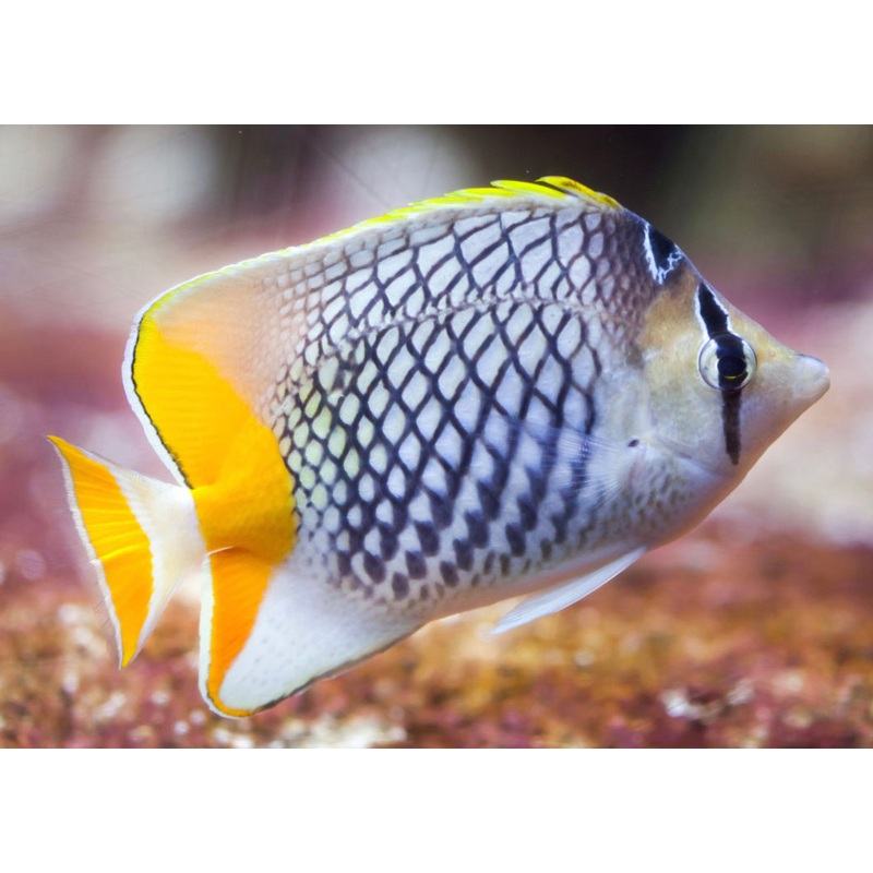 Pearlscale Batterfly