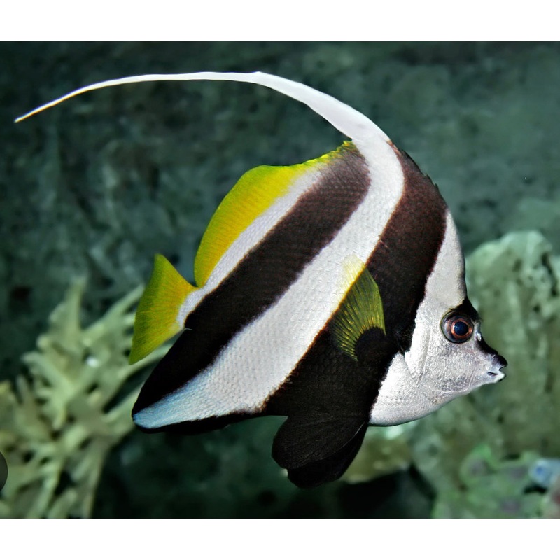 Pennant Heniochus-MDL